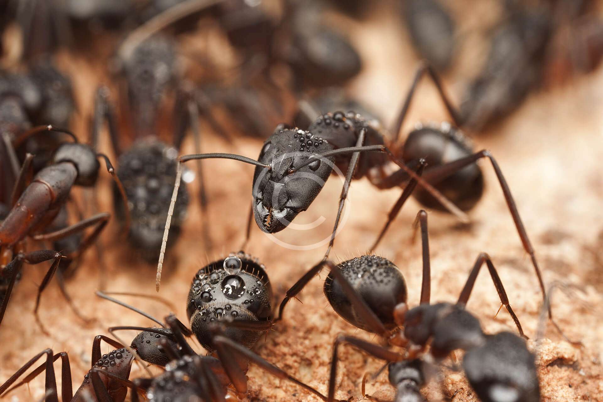 Black Ants